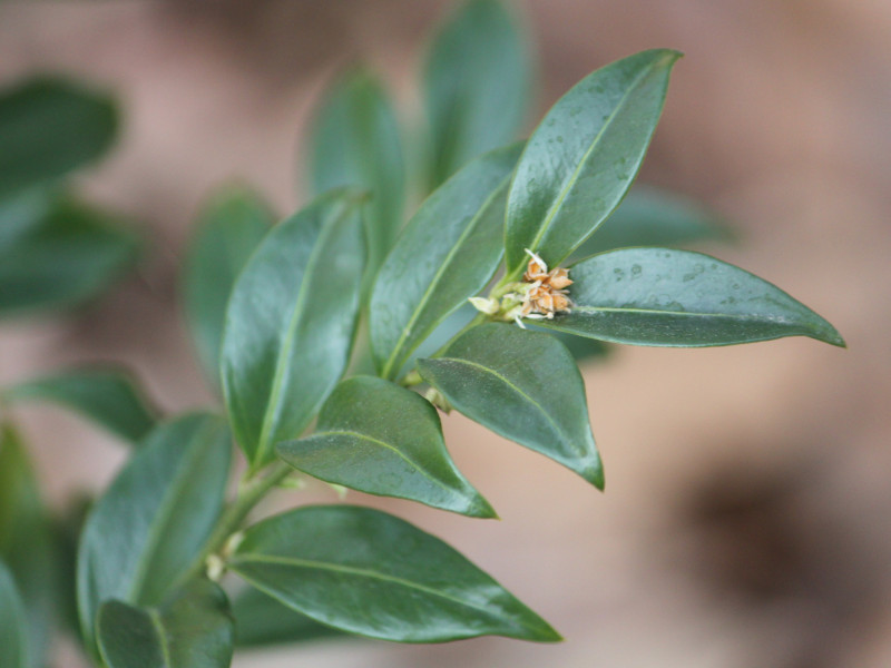 Sarcococca