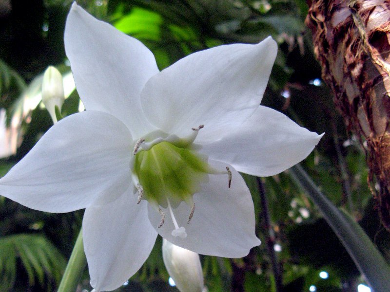 Eucharis lily