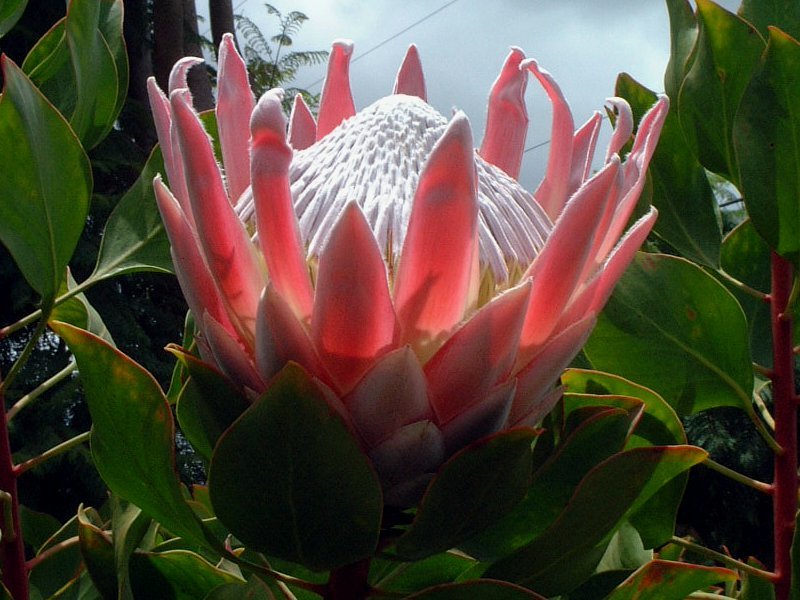 キングプロテア | Protea cynaroides | かぎけん花図鑑