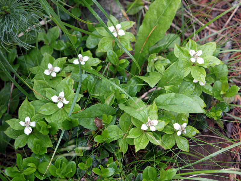  Cornus canadense