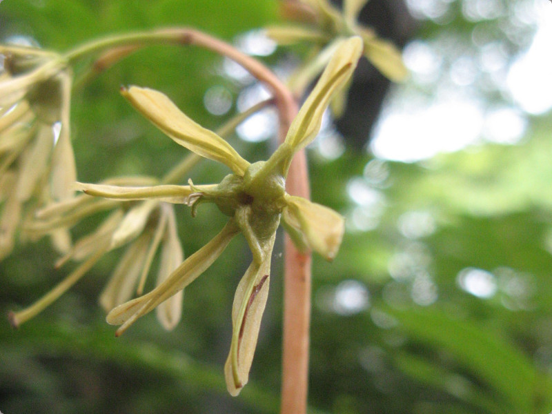 ショウジョウバカマ Heloniopsis Orientalis かぎけん花図鑑