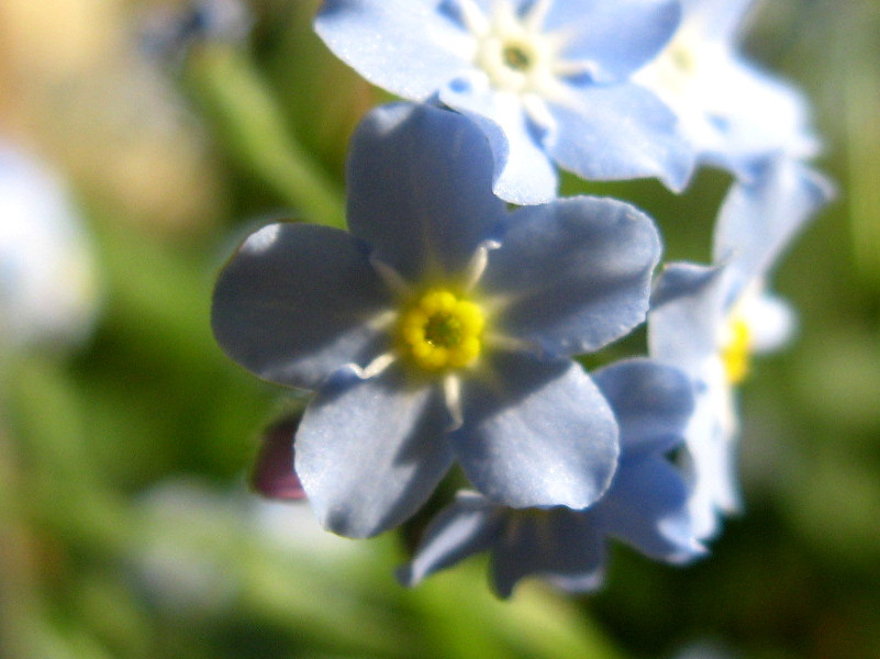 勿忘草 Myosotis Scorpioides L 科技研花图画书