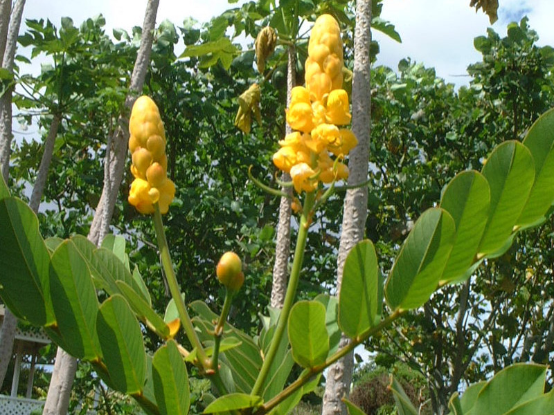 Candle Bush