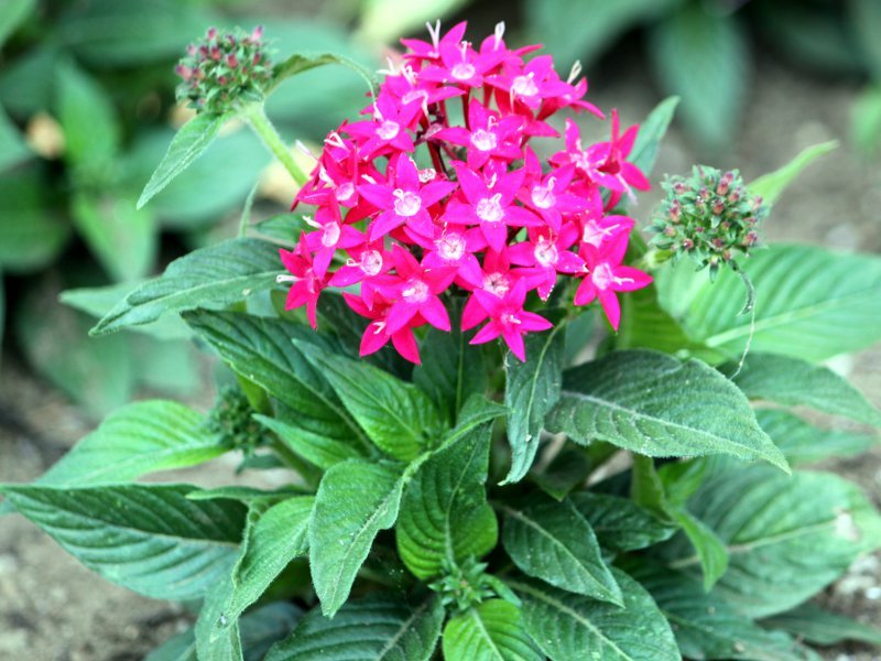 クササンタンカ Pentas Lanceolata かぎけん花図鑑