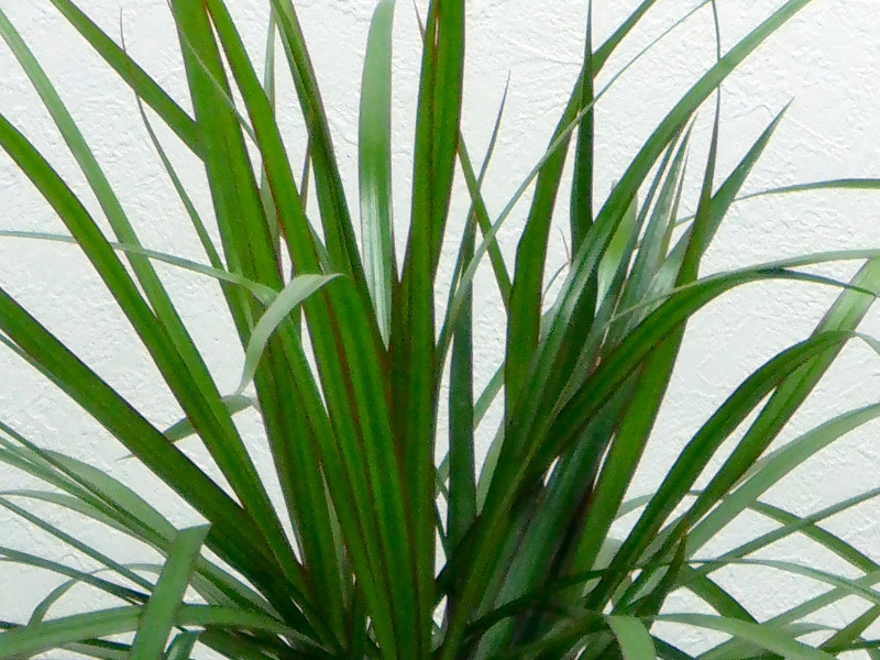 ベニフクリンセンネンボク | Dracaena marginata | かぎけん花図鑑