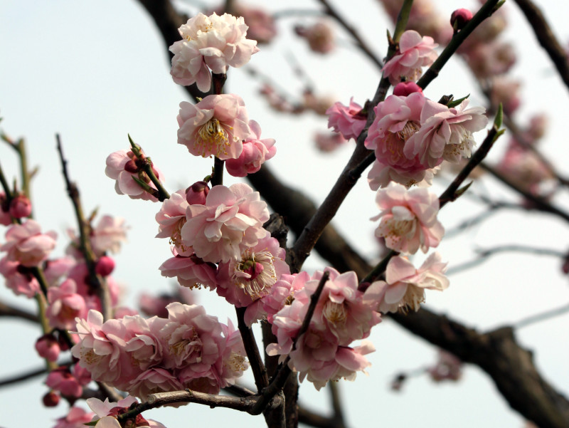 Prunus mume 'Kaicyu houshi'