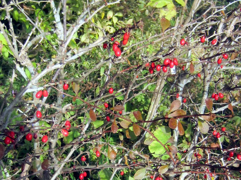 Berberis thunbergii