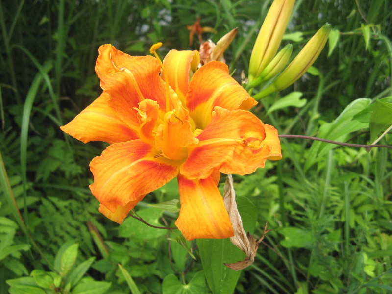 ヤブカンゾウ Hemerocallis Fulva Kwanso かぎけん花図鑑