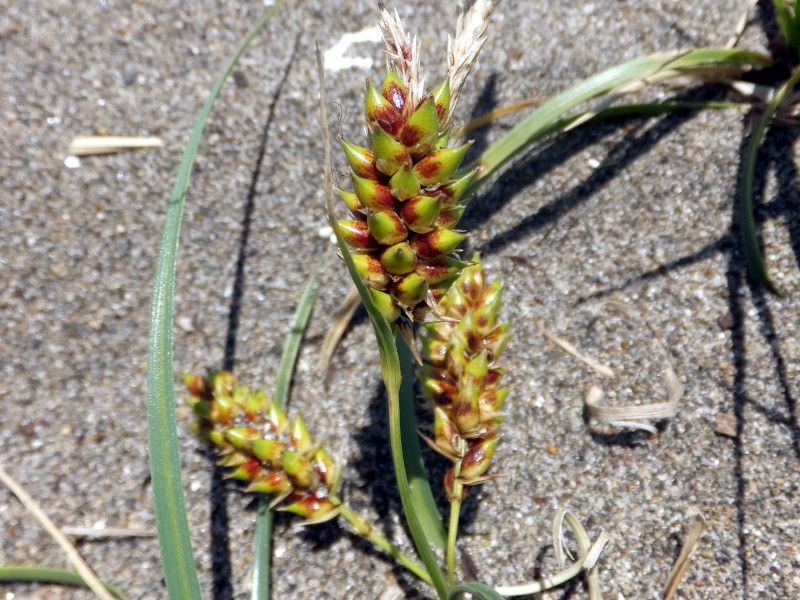 Carex pumila