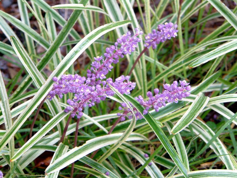 Liriope muscari