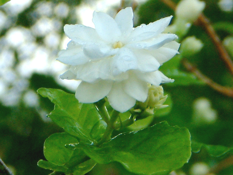 マツリカ Jasmimum Sambac かぎけん花図鑑