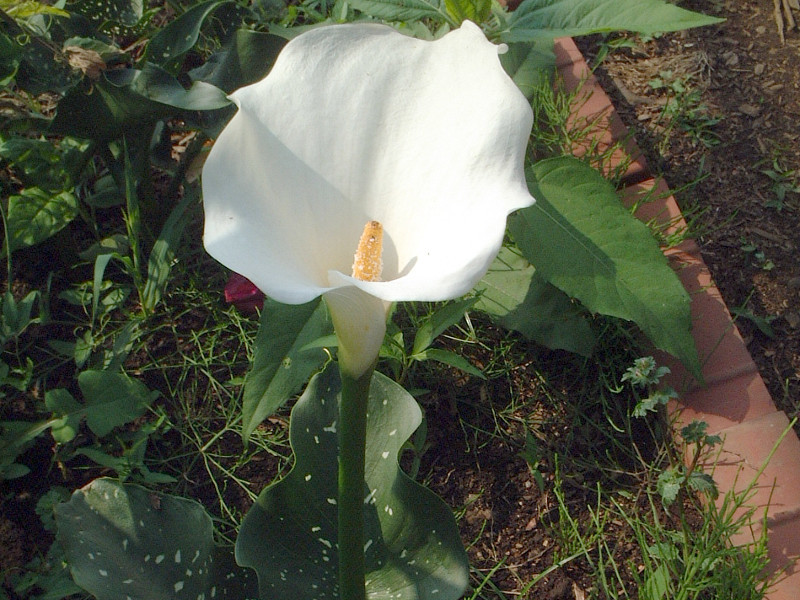 カラー Zantedeschina Hybrids かぎけん花図鑑