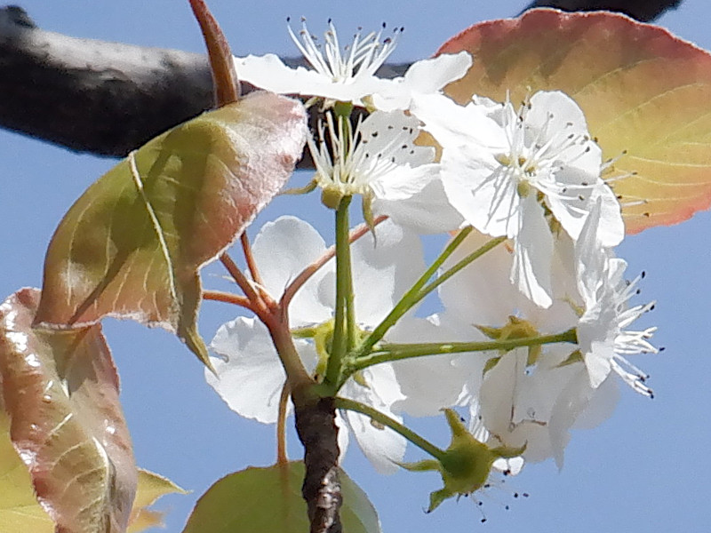 Pyrus pyrifolia