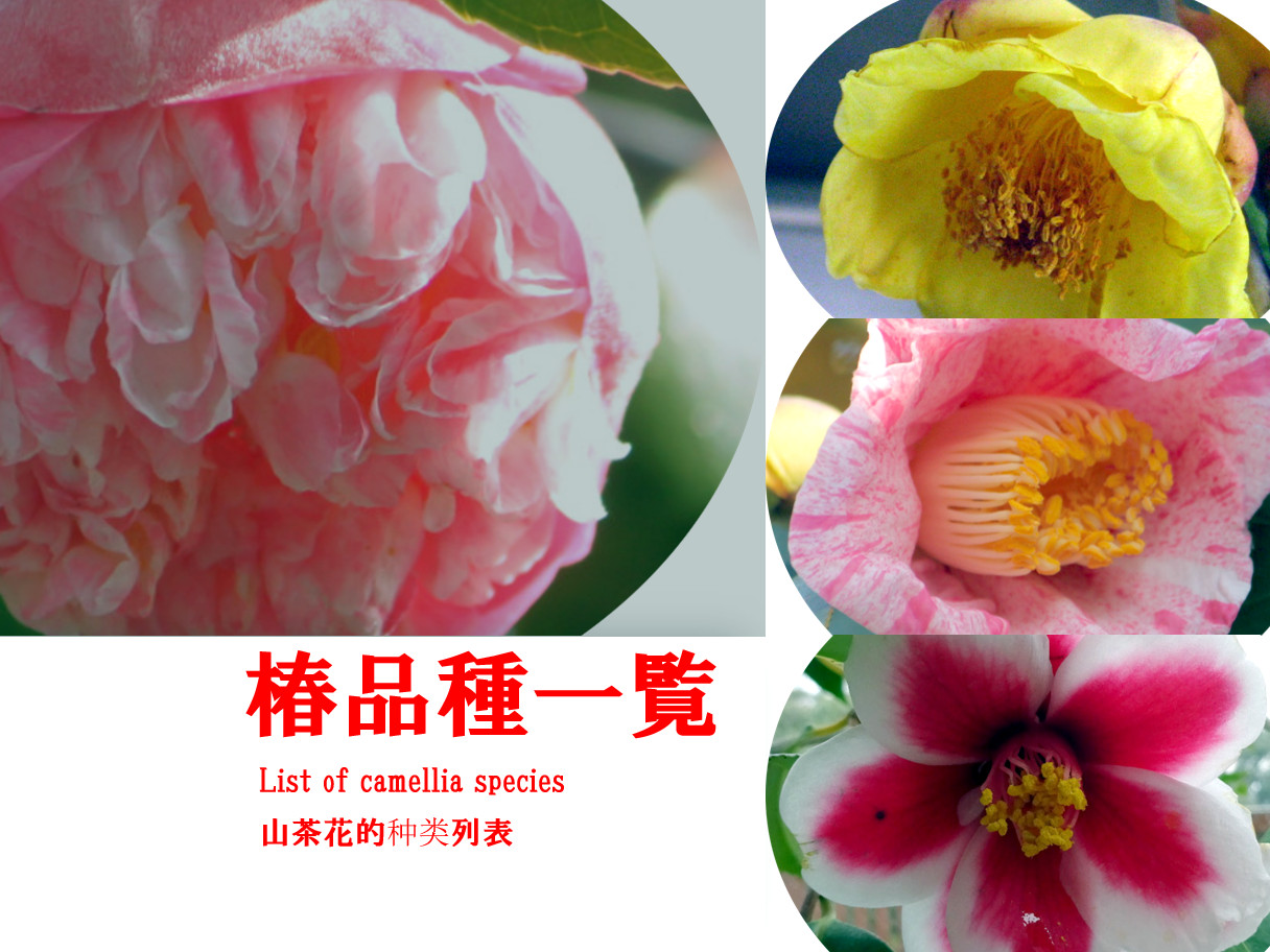 List of camellia species