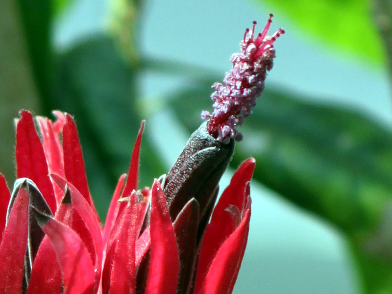 Pavonia intermedia