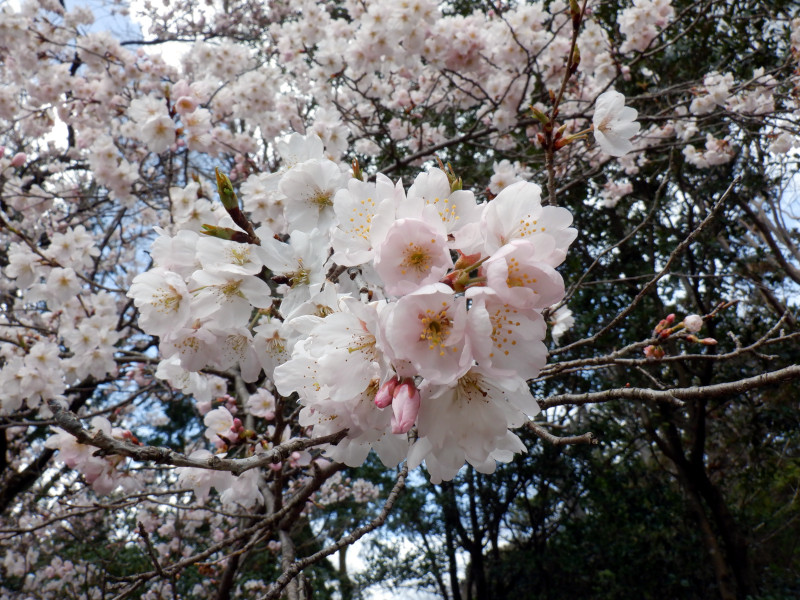 东海樱花