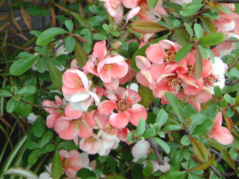 Flowering quince