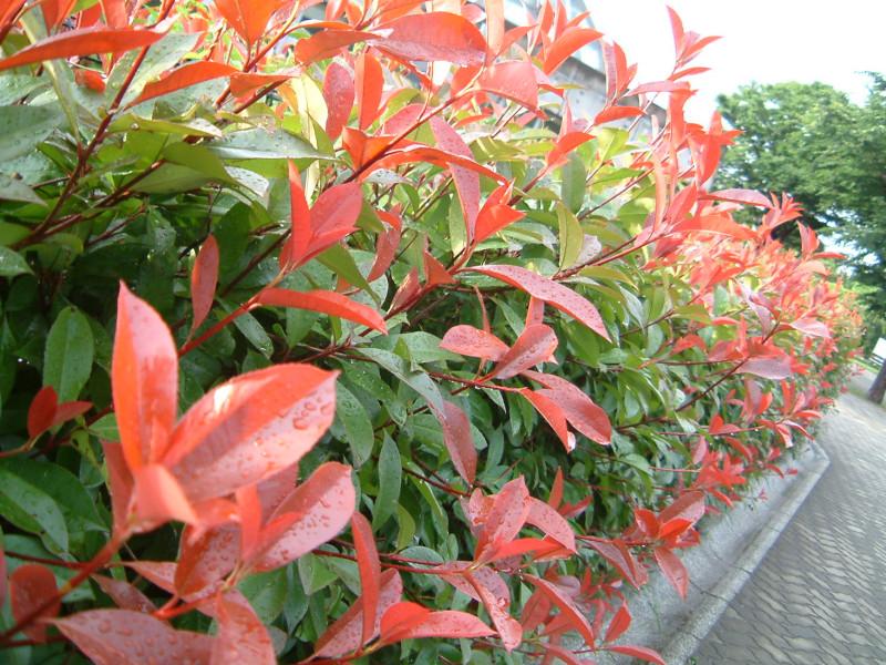 レッドロビン Photinia X Fraseri Red Robin かぎけん花図鑑