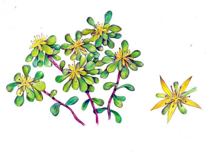 花ら 16.星状花と丸葉　丸葉万年草