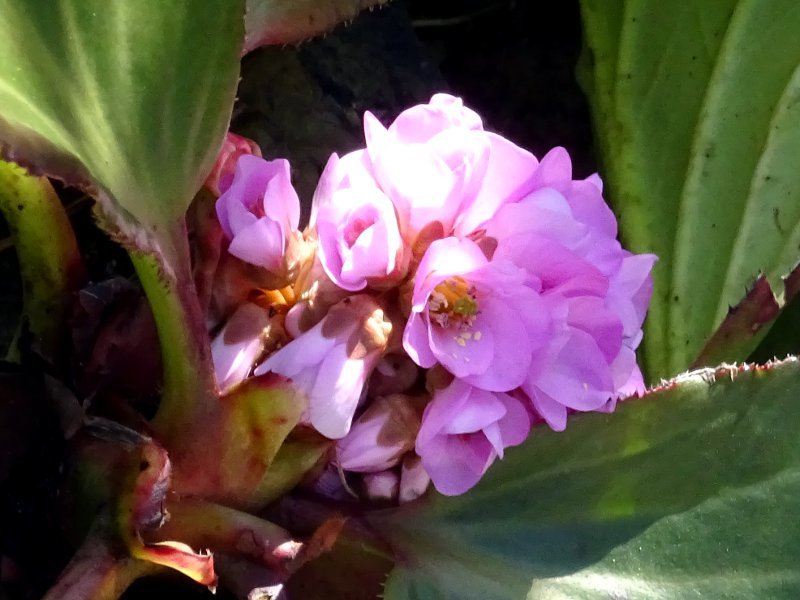 ヒマラヤユキノシタ Bergenia Stracheyi かぎけん花図鑑