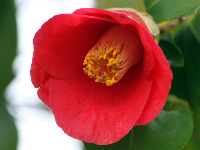 Red flowers bloom in December