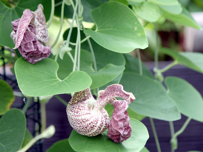 Aristolochia braziliensis