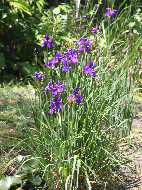 Iris sanguinea