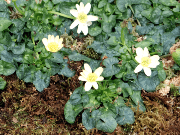 Ranunculus 'salmon's white'