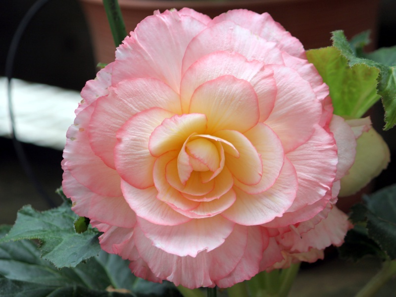 Begonia tuberhybrida | Begonia × tuberhybrida | Flower Database