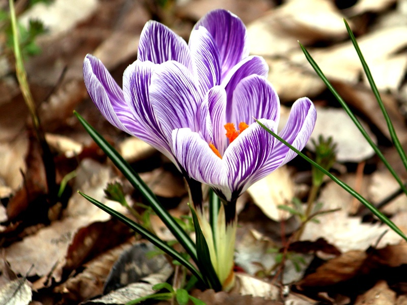 クロッカス Crocus かぎけん花図鑑