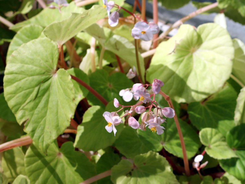 Begonia fenicis