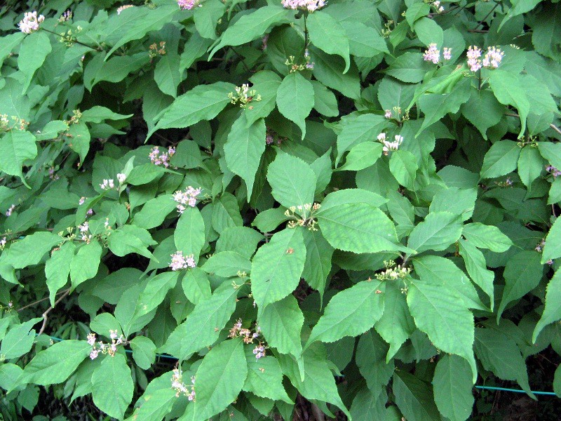 Japanese beautyberry