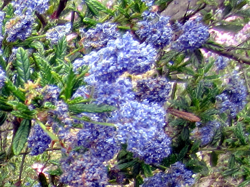 Ceanothus arboreus