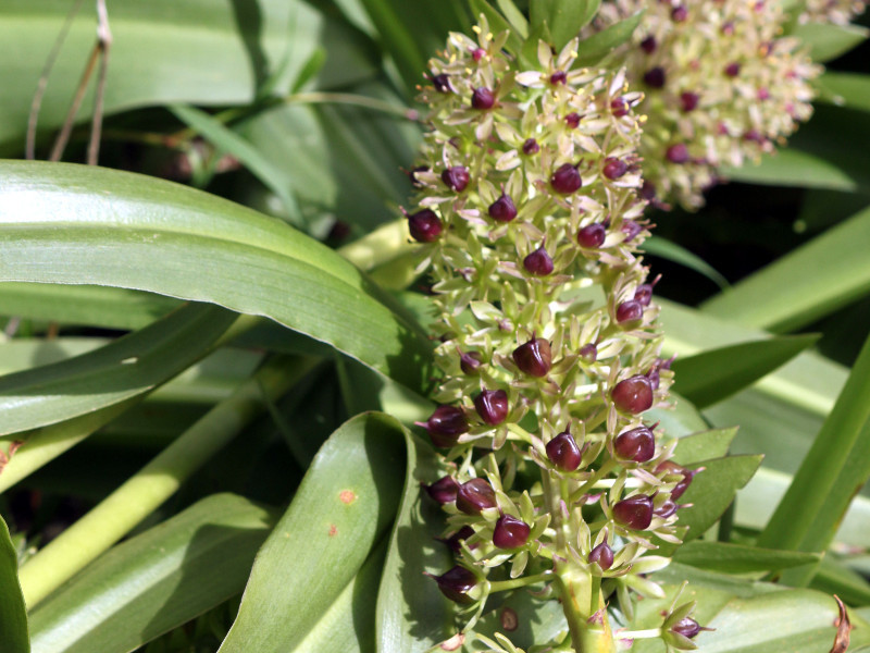 パイナップルリリー Eucomis Autumnalis かぎけん花図鑑