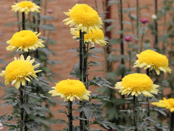 菊花展の菊⑤丁子菊 かぎけん花図