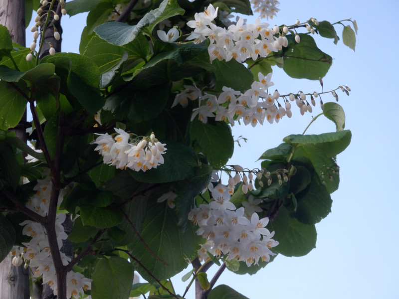 Styrax obassia