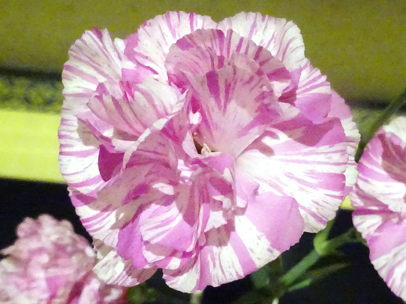 Carnation