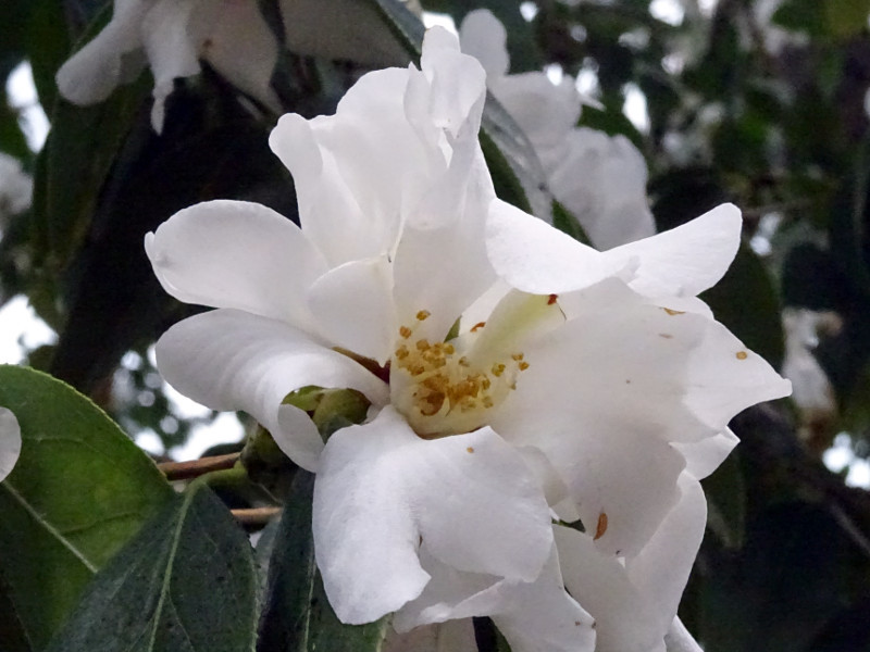 山茶花 '攸県油茶'