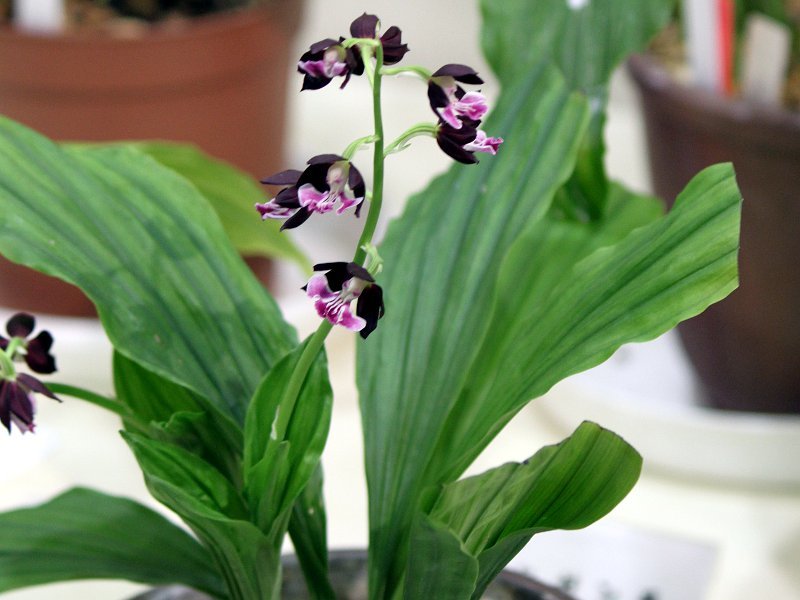 エビネ Calanthe Discolor かぎけん花図鑑