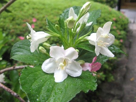 箱根錦帶花