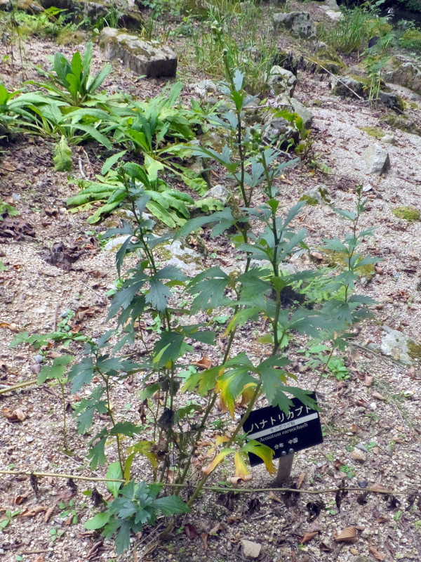 Aconitum carmichaeli 