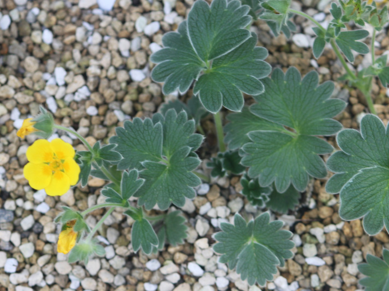 Potentilla megalantha