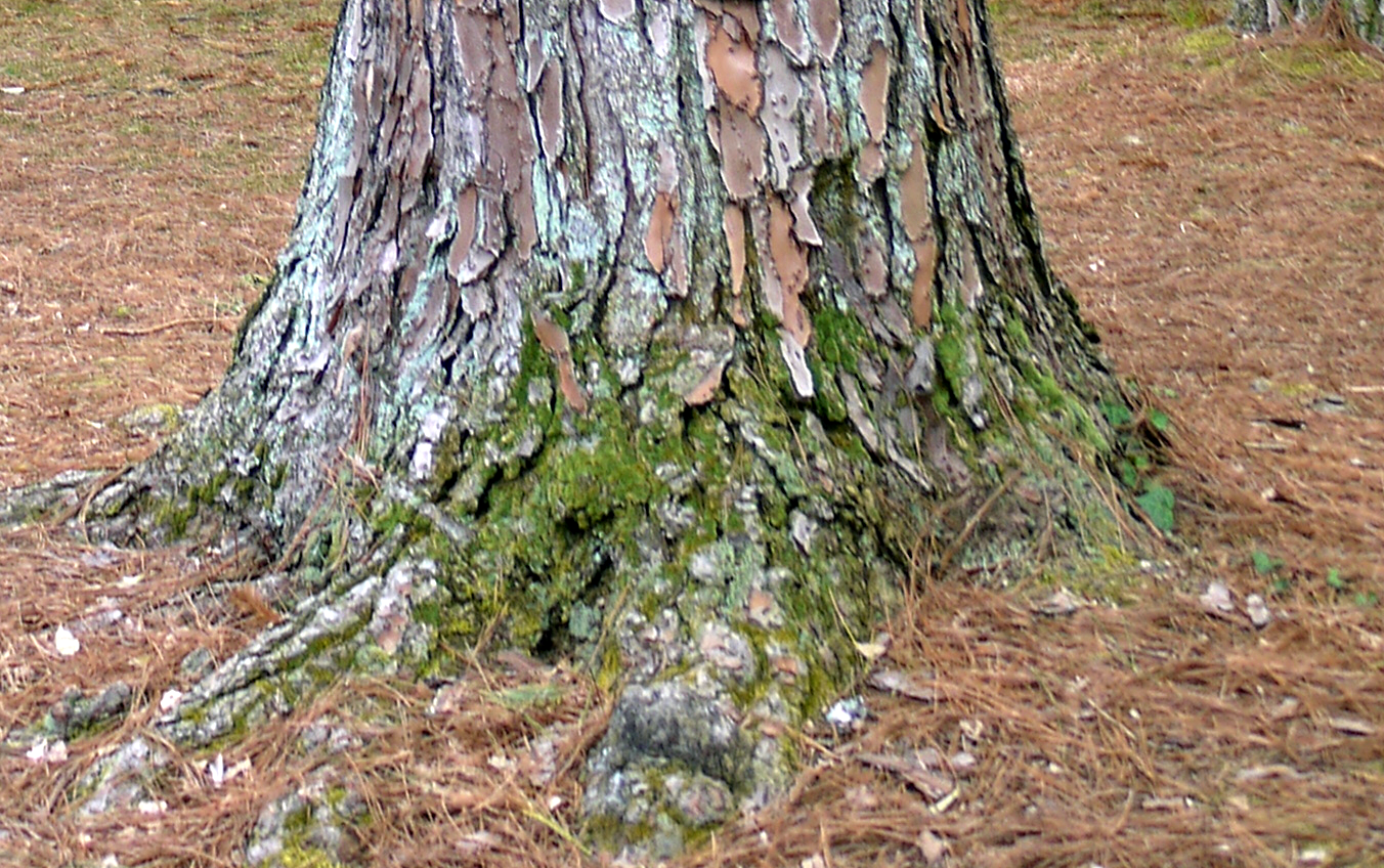 Loblolly Pine