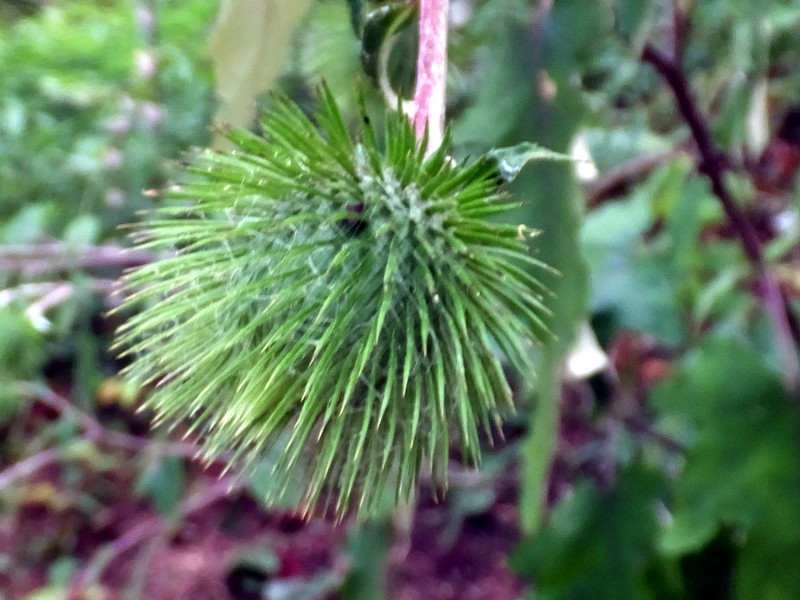 菊花叶山牛蒡