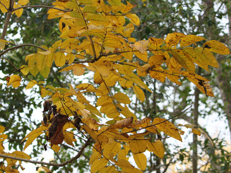 Toxicodendron vernicifluum