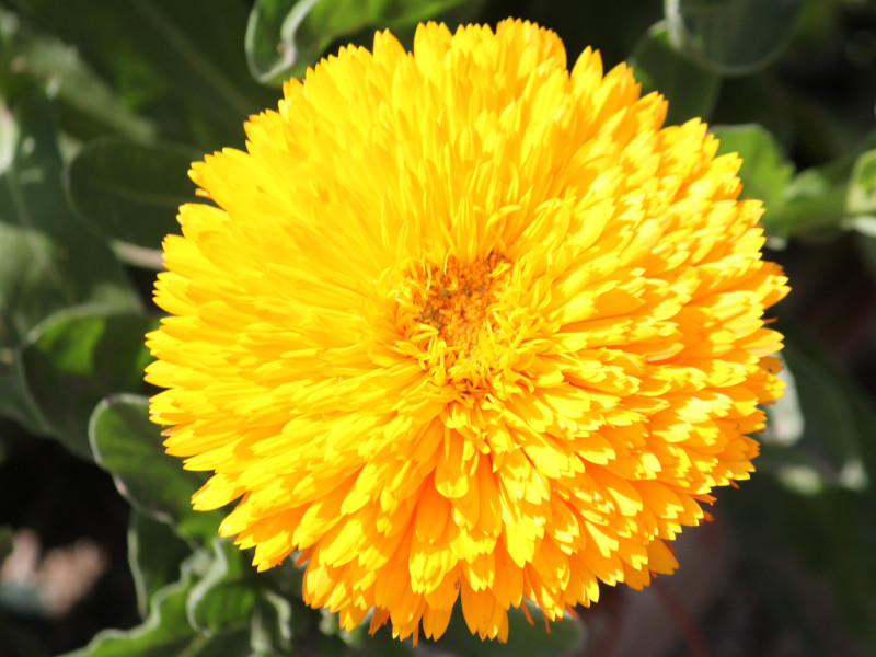 Calendula officinalis