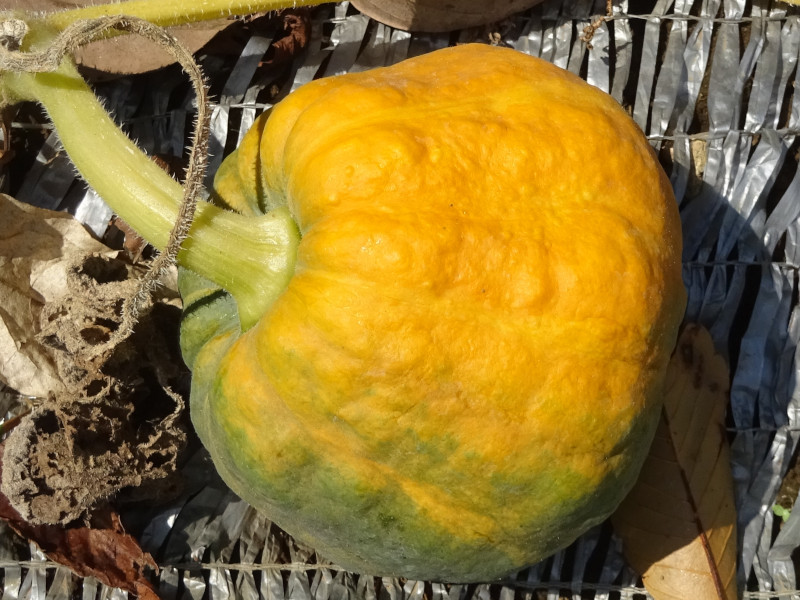 カボチャ Cucurbita Maxima かぎけん花図鑑