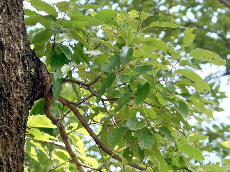 麻栎 Quercus Acutissima 科技研花图画书