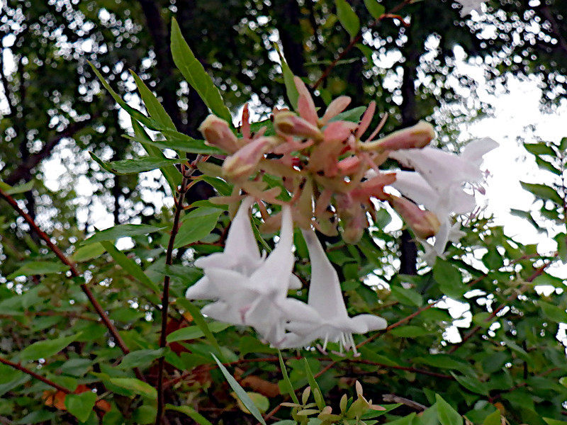 アベリア Abelia Grandiflora かぎけん花図鑑