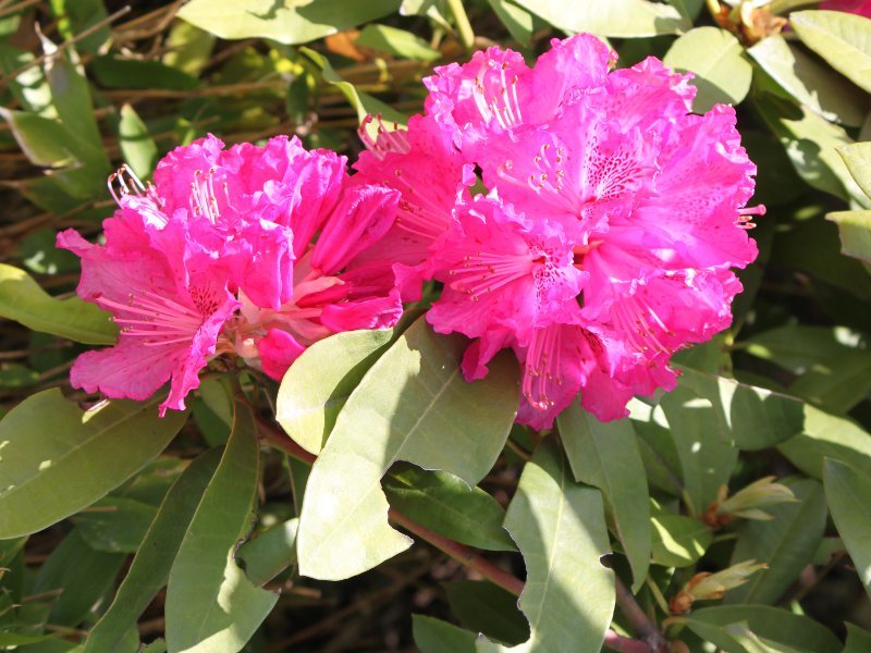 Rhododendron